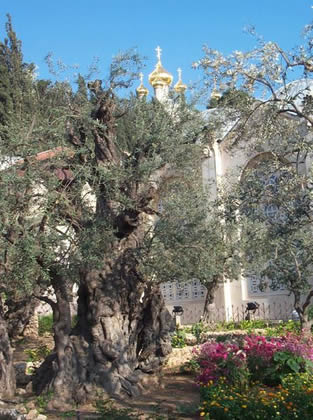 garden of gethsemane